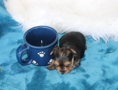 Chanel Yorkshire Terrier