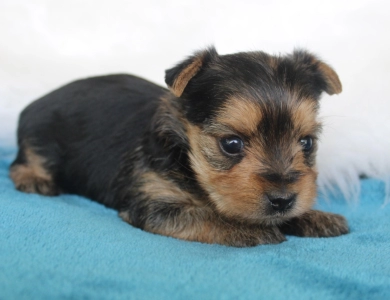 Chanel Yorkshire Terrier