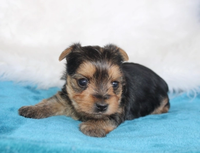 Chanel Yorkshire Terrier