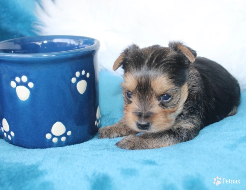 Chanel Yorkshire Terrier
