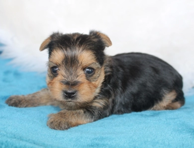 Chanel Yorkshire Terrier