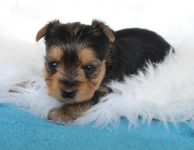 Chanel Yorkshire Terrier