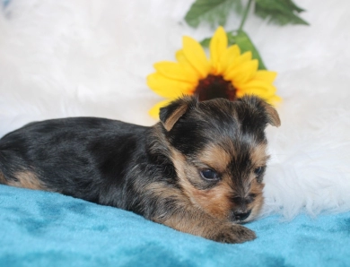 Chanel Yorkshire Terrier