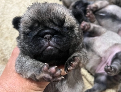 First Girl Pug