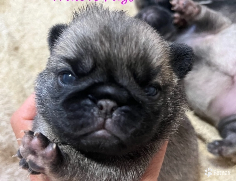 First Girl First Girl Pug