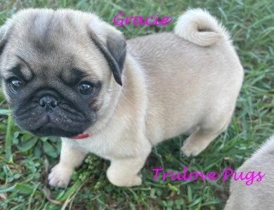 Gracie Pug