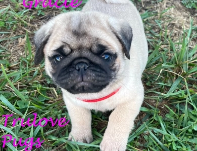 Gracie Pug