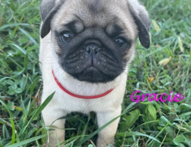 Gracie Pug