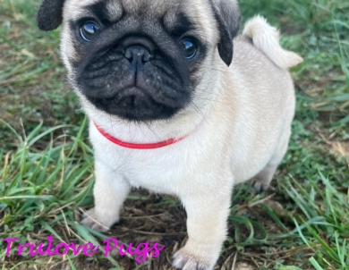Gracie Pug