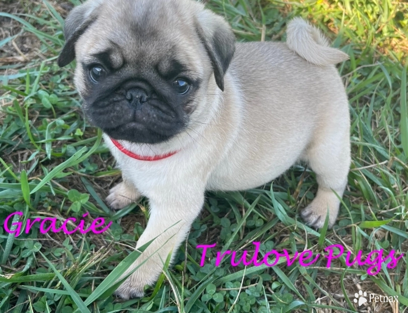Gracie Gracie Pug