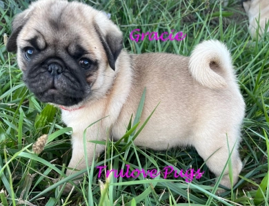 Gracie Pug