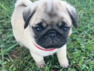 Gracie Pug