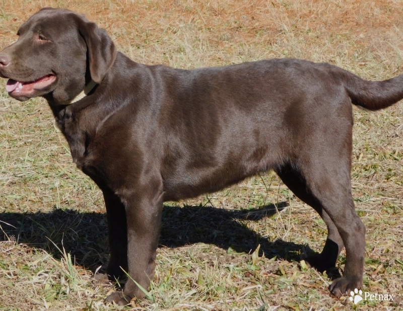 Shallow Creeks Runnin With The Devil of Celti Shallow Creeks Runnin With The Devil of Celti Labrador Retriever