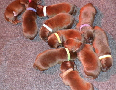 Pepper's puppy
