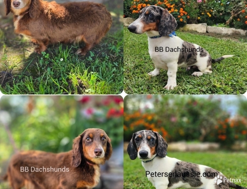 Marshmallow Marshmallow Dachshund