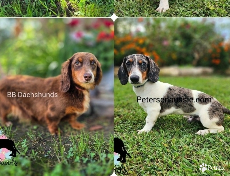 Little Foot Little Foot Dachshund