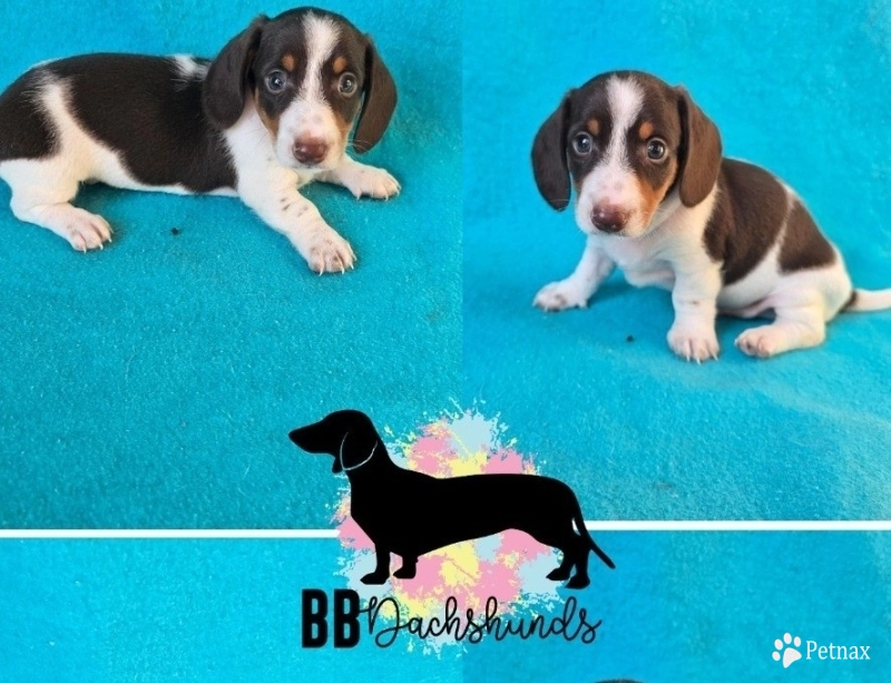 Franklin Franklin Dachshund