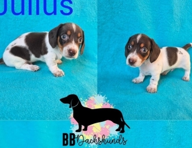 Julius 