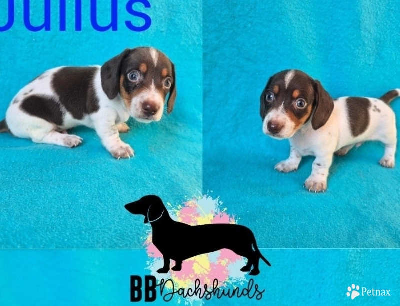 Julius Julius Dachshund
