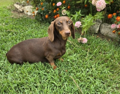 Coco