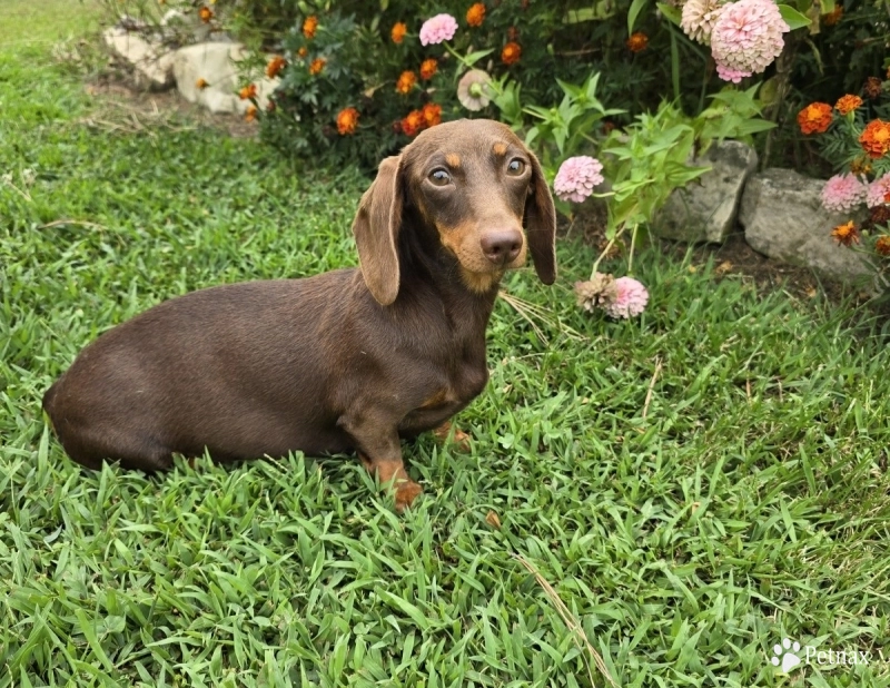 Coco Coco Dachshund