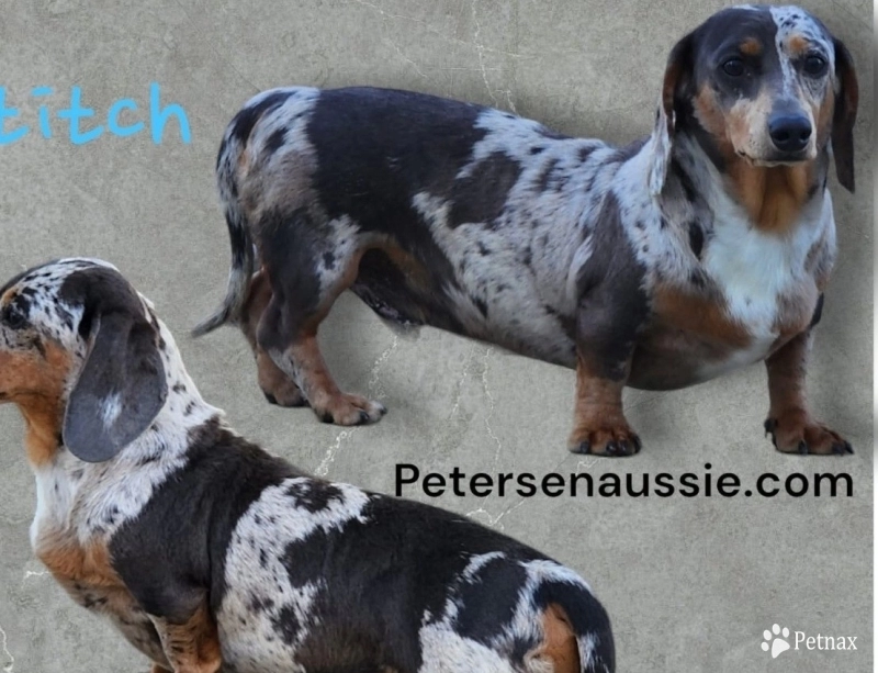 Stitch Stitch Dachshund