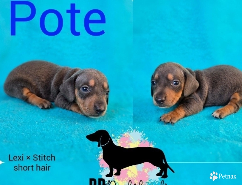 Pote Pote Dachshund