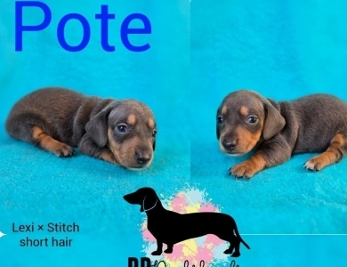 Pote