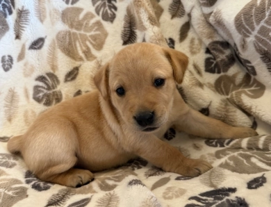 Scout