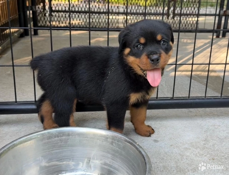 Black collar Black collar Rottweiler