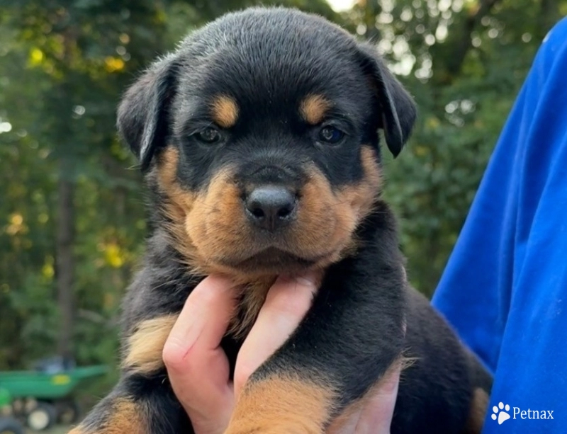 Orange collar Orange collar Rottweiler