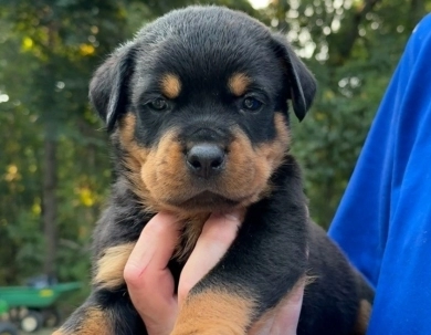 Orange collar