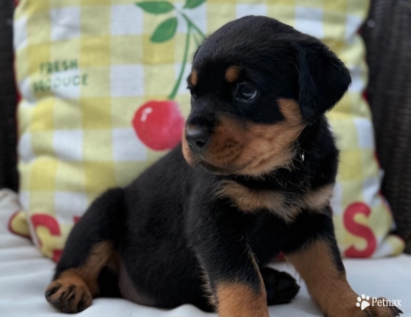 Green collar Green collar Rottweiler