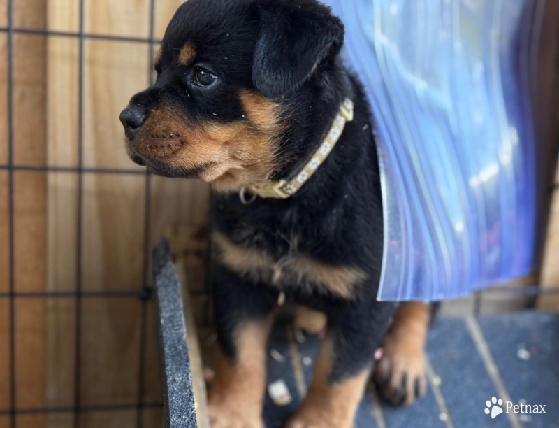 Tan collar Tan collar Rottweiler