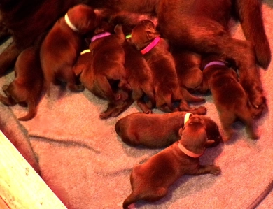 Pepper's puppy