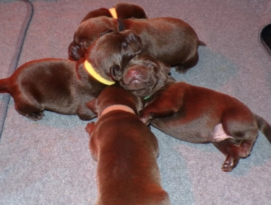 Pepper's puppy Labrador Retriever