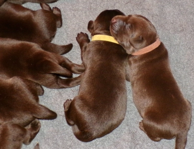 Pepper's puppy Labrador Retriever