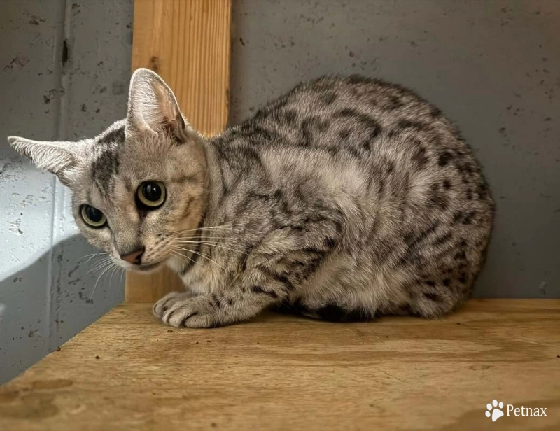 Jacey Bengal