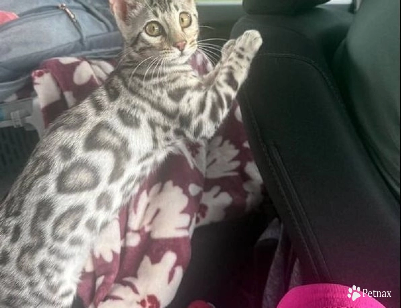 Frankie Frankie Bengal