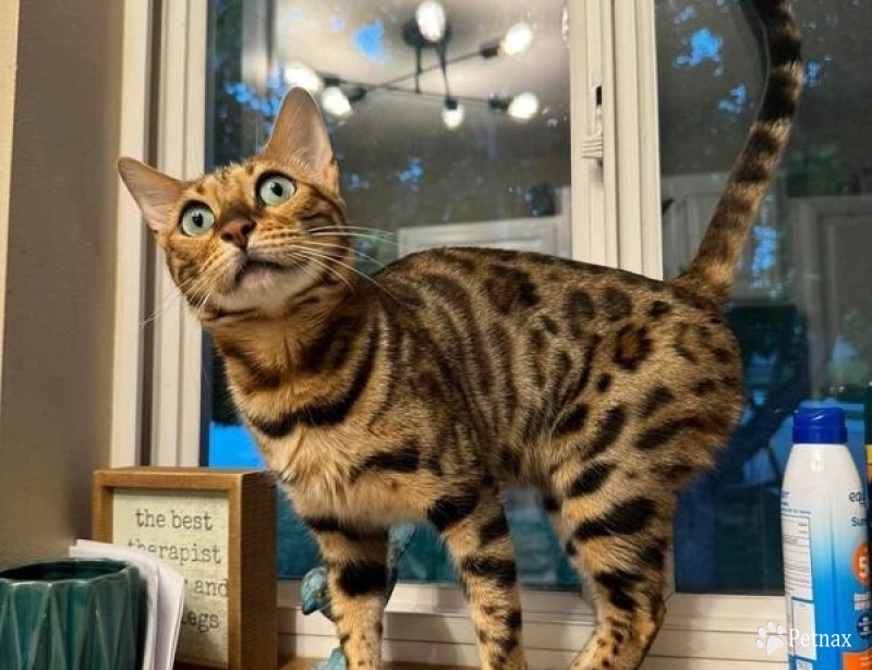 Nez Nez Bengal