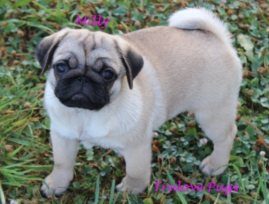 Milly Pug