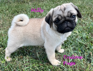Milly Pug