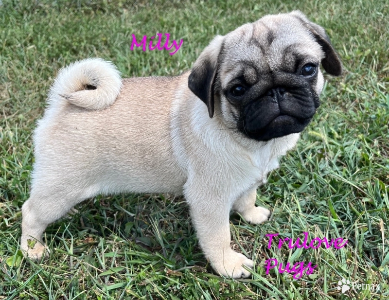 Milly Milly Pug
