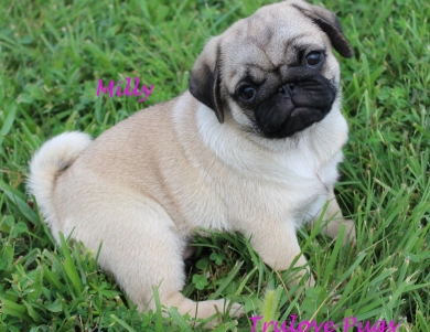 Milly Pug