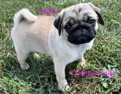 Milly Pug