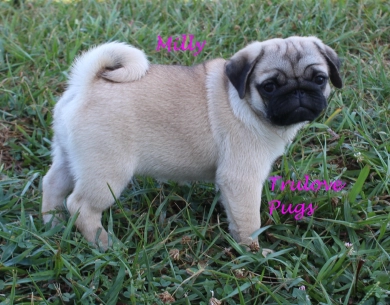 Milly Pug