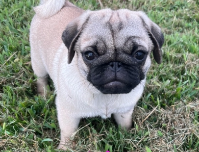 Milly Pug