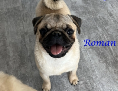 AKC Roman Pug