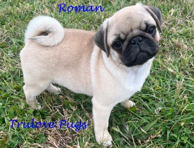 AKC Roman AKC Roman Pug