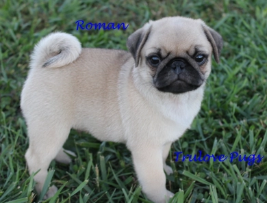AKC Roman AKC Roman Pug